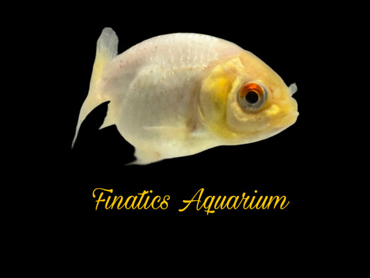 One Lion Head Ranchu Goldfish Approx 2”  WYSWYG  r2039