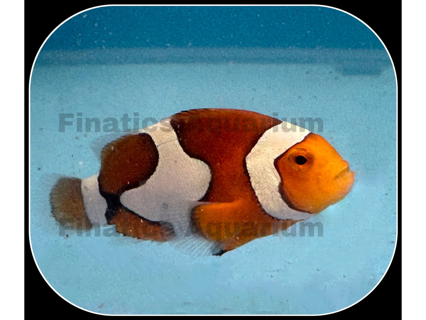 Picasso  Clownfish Saltwater Live fish WYSWYG T72-1