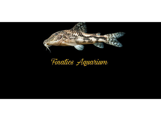 Barbatus Cory Fish T74