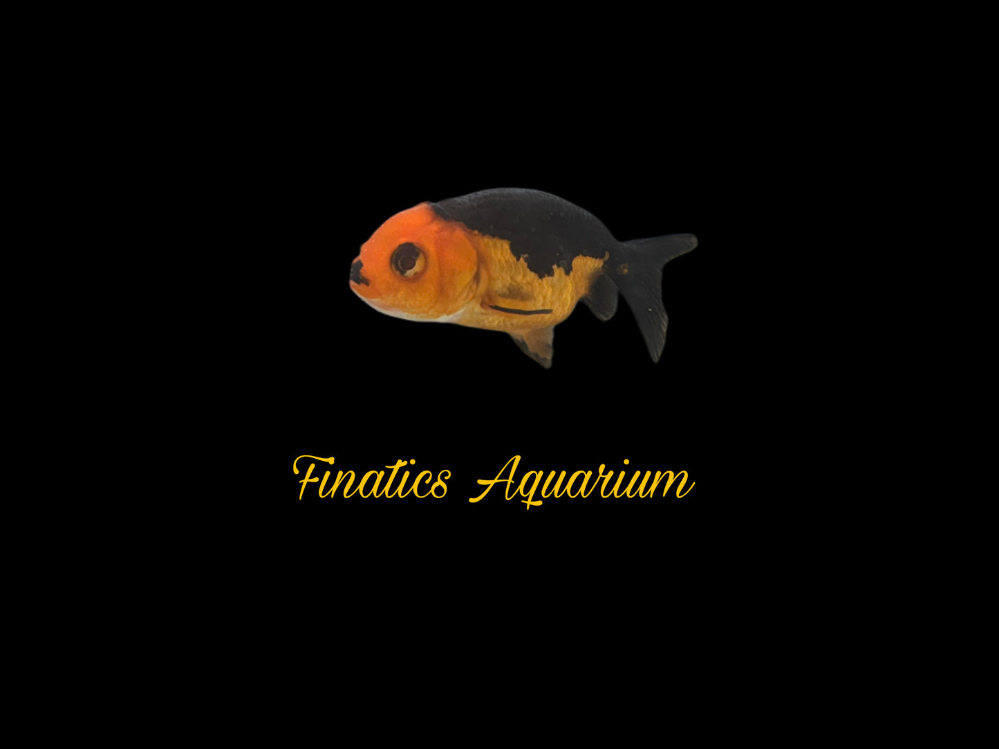 One Ranchu Goldfish Approx 2-3”  WYSWYG  r1016