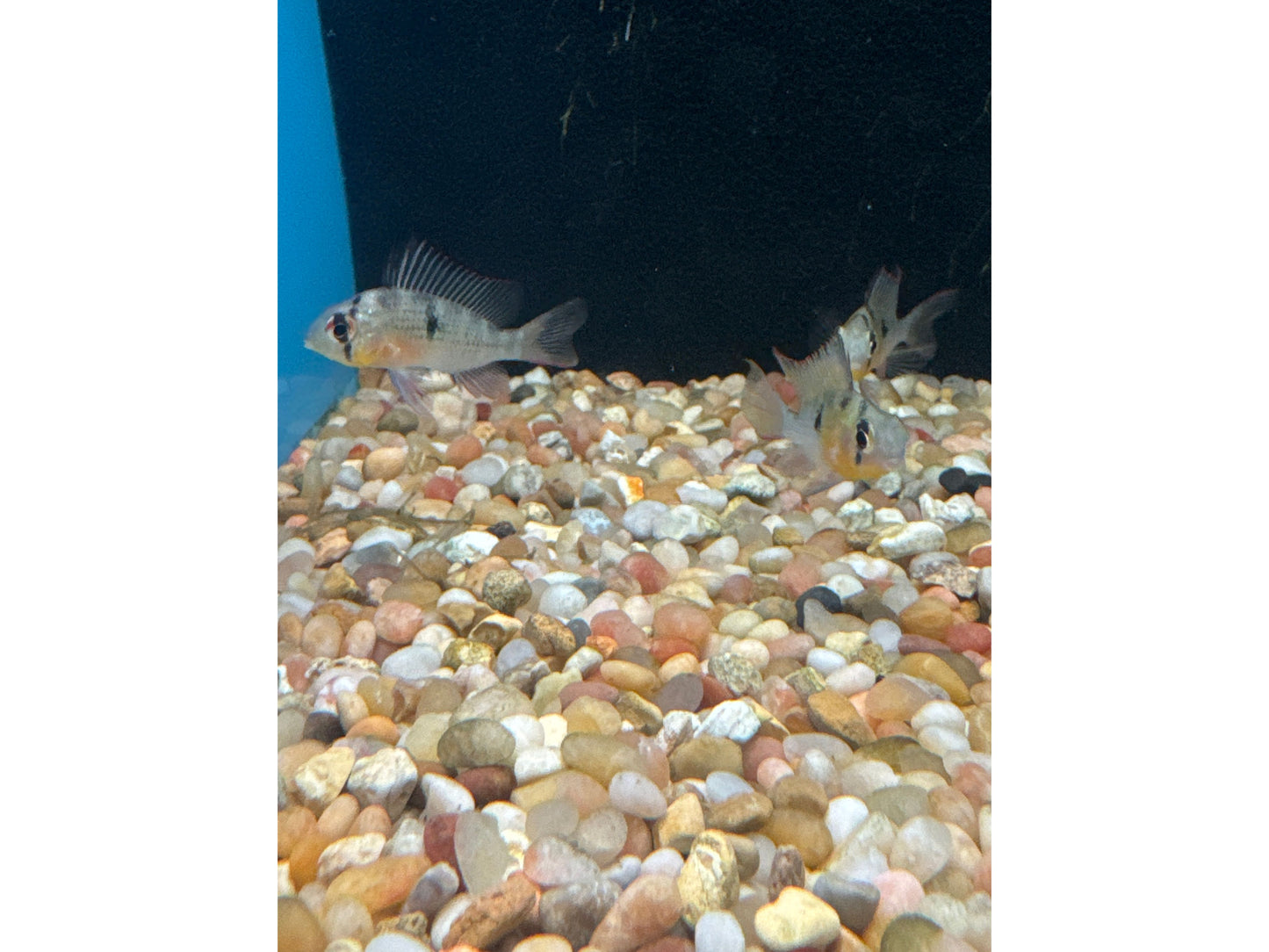 One Bolivian Ram Cichlid Approx 1-1.5"  T243