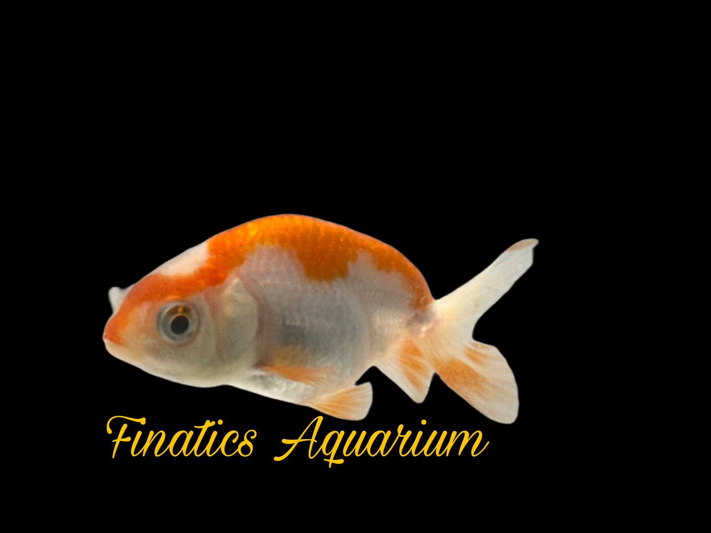 R2139 Ranchu Goldfish WYSWYG  (Item #R2139) Approx 2”