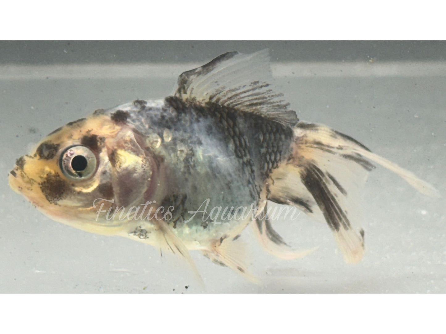 R1043 Oranda Goldfish WYSWYG (Item #1043)