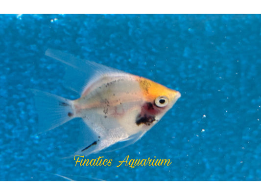 One Koi Angelfish Approx 2” T214