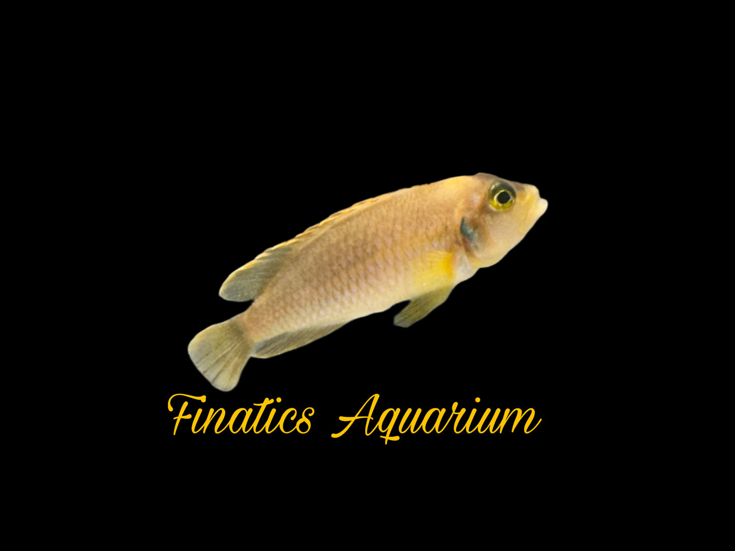 One Gold Lamprologus Ocellatus Shell Dweller