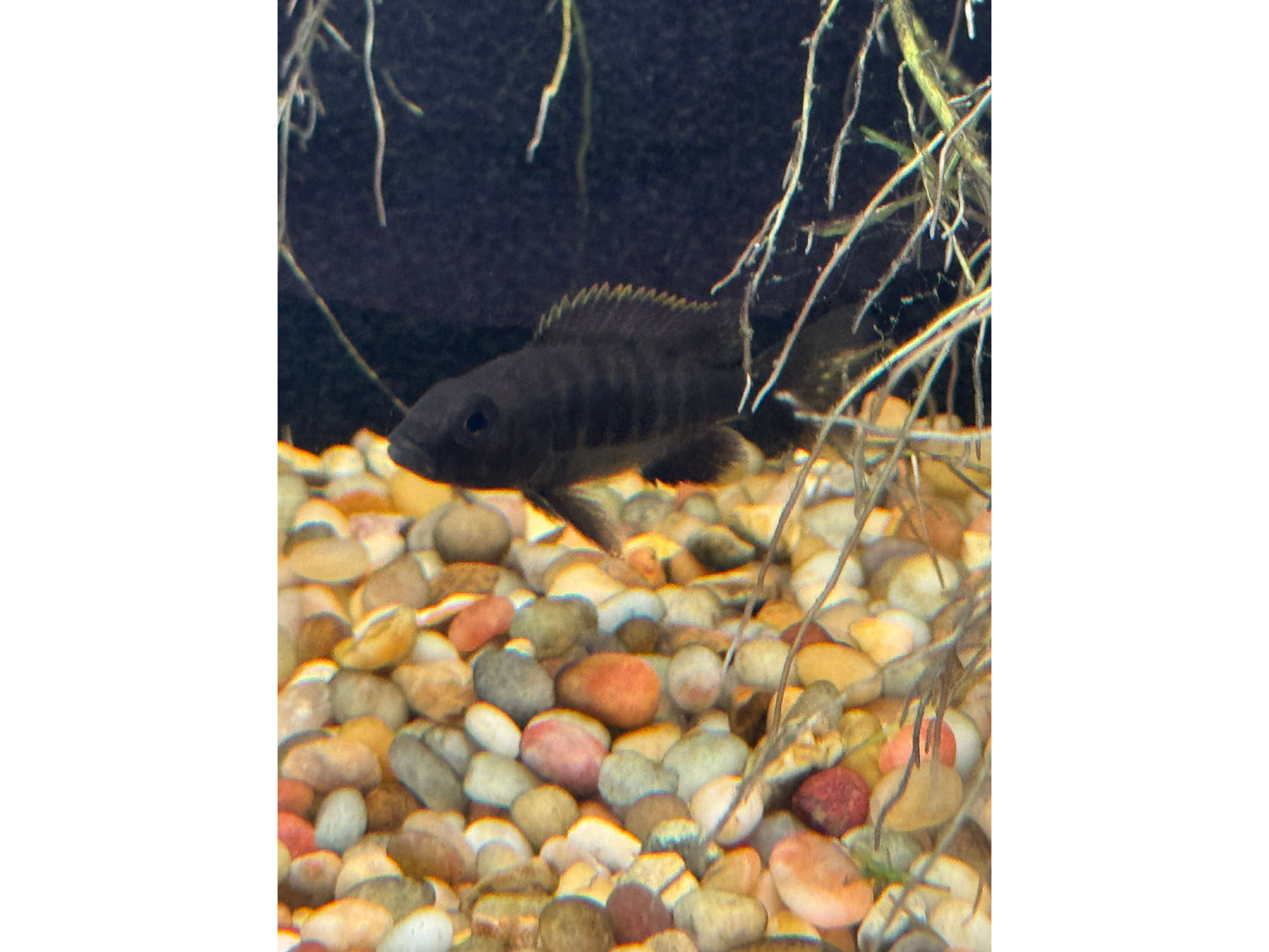 One Electric Blue Ahi Cichlid 2"