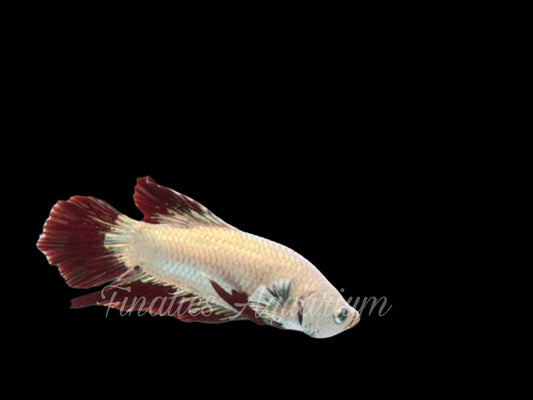 One Red Snow Plakat Male Betta WYSWYG #106