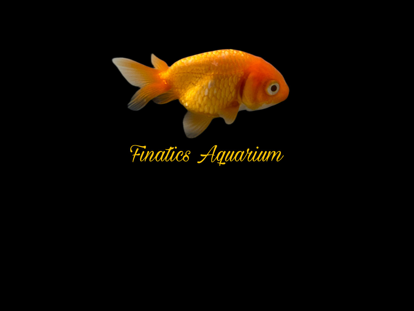 One Ranchu Goldfish Approx 2-3”  WYSWYG  r1018