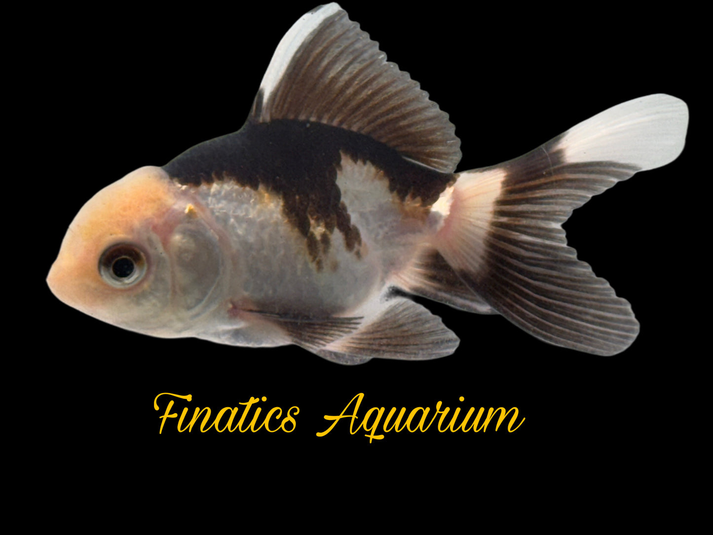 R2302 Oranda Goldfish WYSWYG  Approx 2” (Copy)