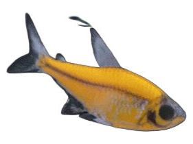 One Sunburst Orange Pristella Glo Fish Approx 1” T95