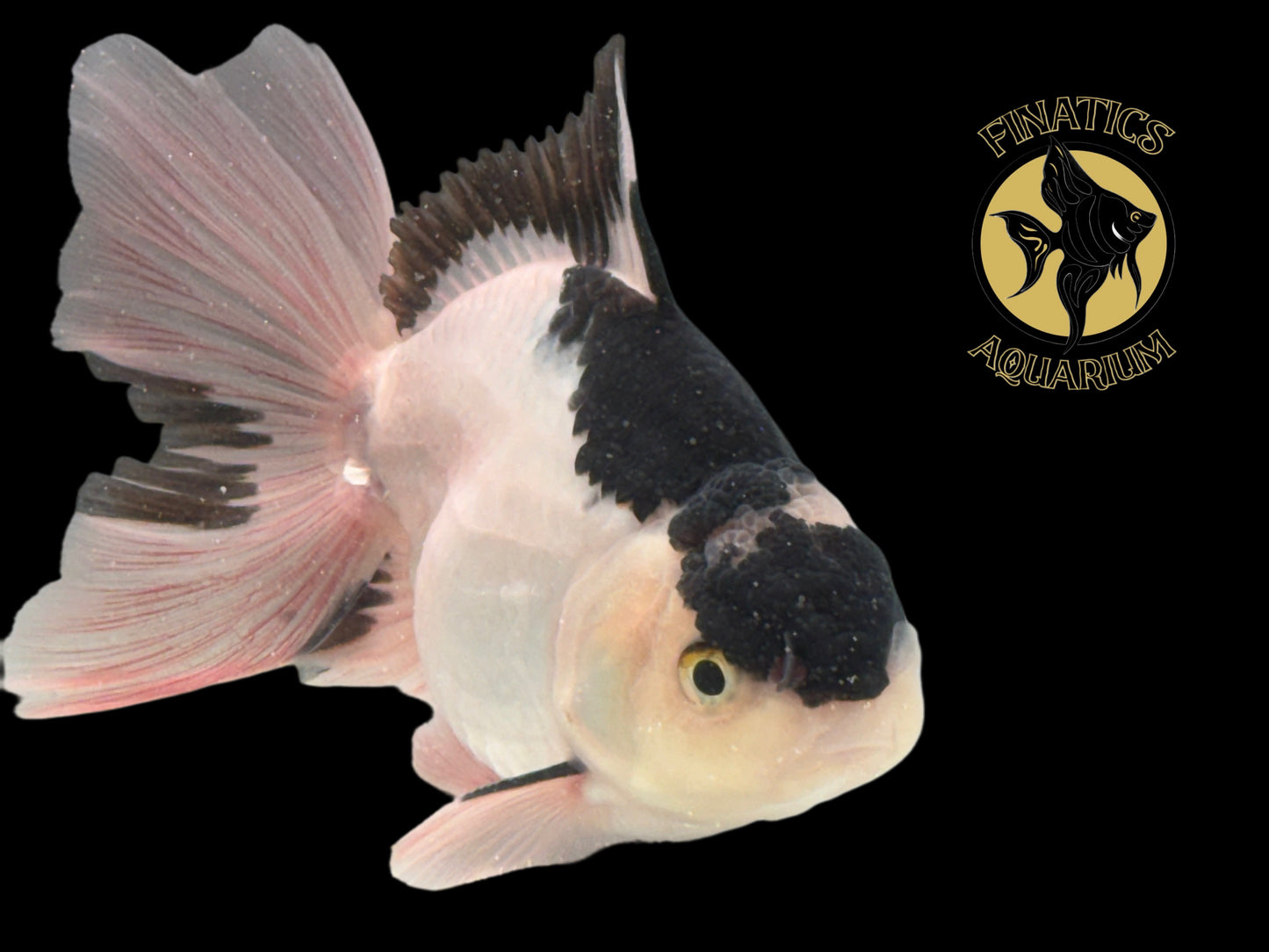 R2113 Thai Oranda Goldfish WYSWYG  (Item #R2113) Approx 4-5”