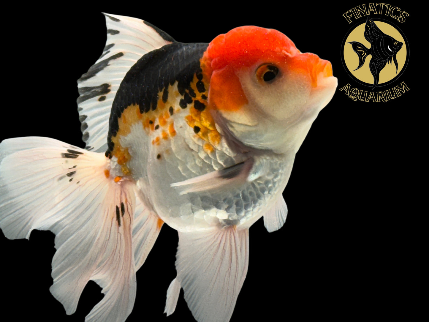 R2114 Thai Oranda Goldfish WYSWYG  (Item #R2114) Approx 4-5”