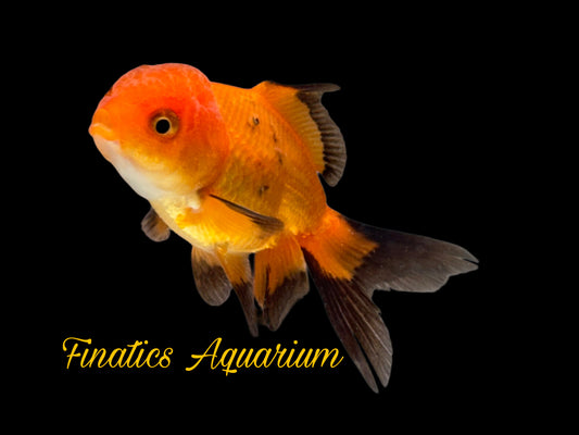 One Oranda Goldfish Approx 2-3”  WYSWYG  r2025