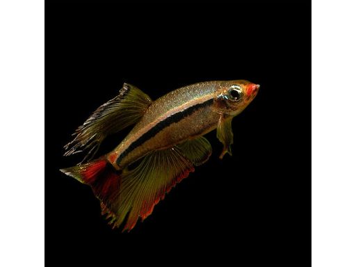 One Vietnamese Dwarf Cardinal Minnow Cloud