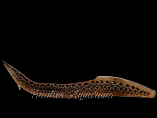 Black Spotted Eel-Fish