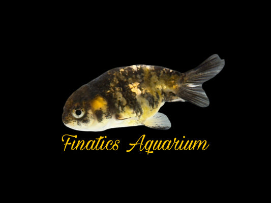 R2141 Ranchu Goldfish WYSWYG  (Item #R2141) Approx 2”