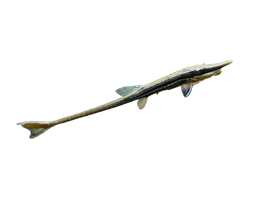 Farlowella Twig Fish