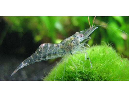 20 Live Freshwater Ghost Shrimp - Feeder Shrimp - Glass Shrimp - Free Shipping