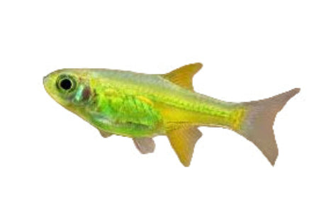 One Green Kubotai Rasbora