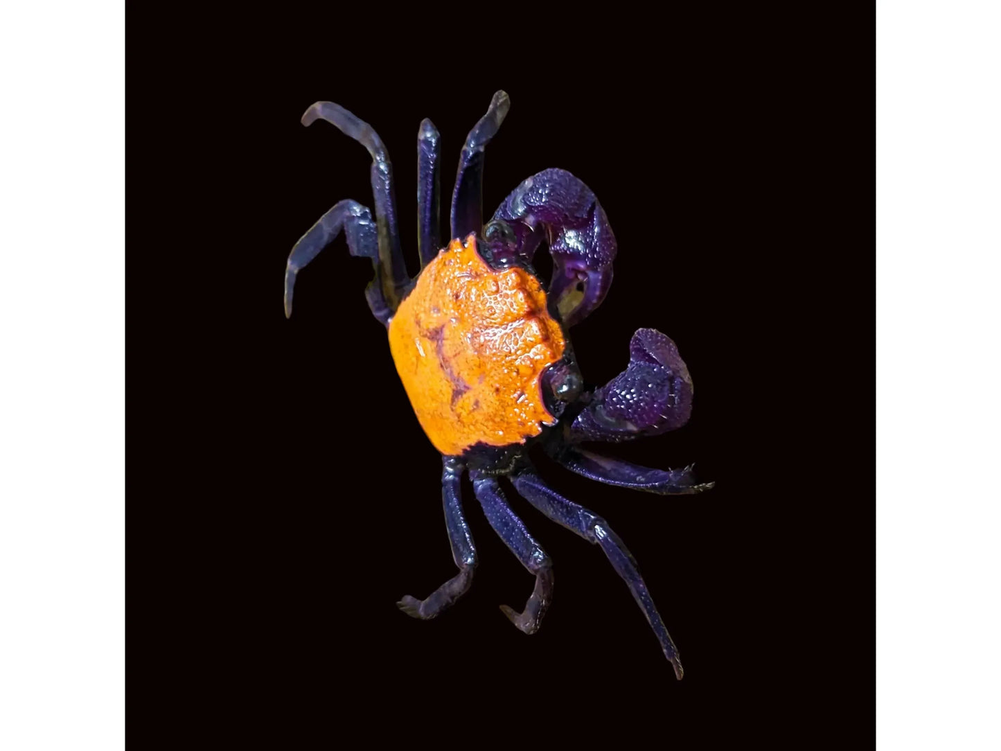 Halloween Vampire Crab - Orange Back