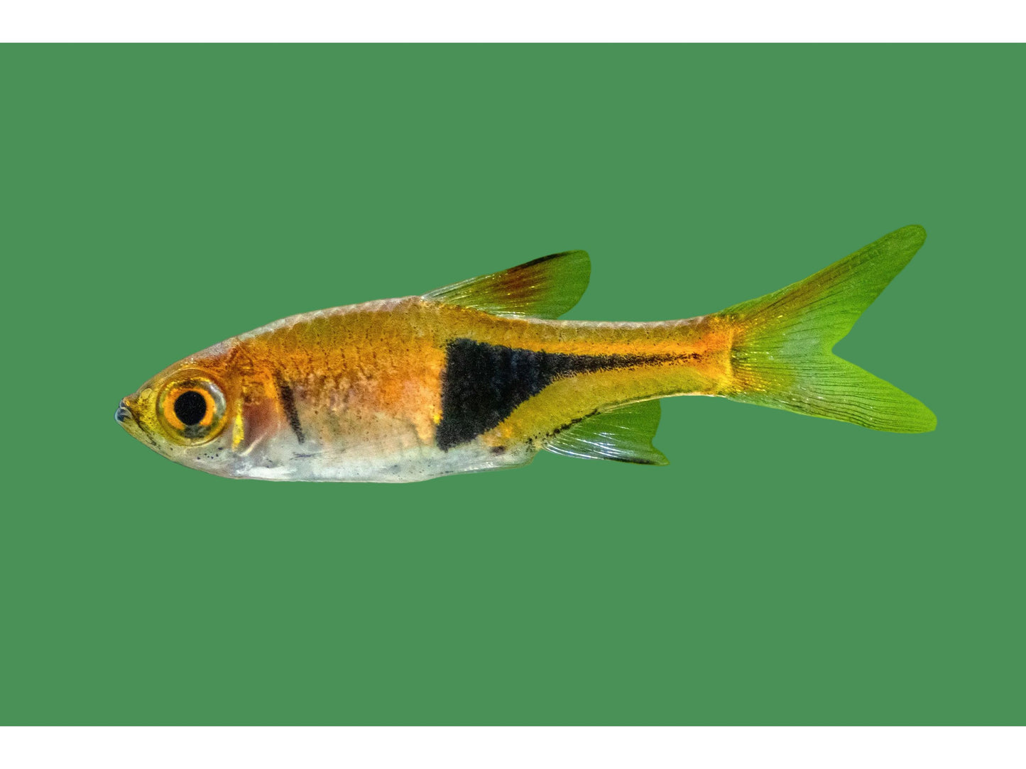 Harlequin Rasbora