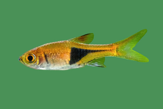 Harlequin Rasbora