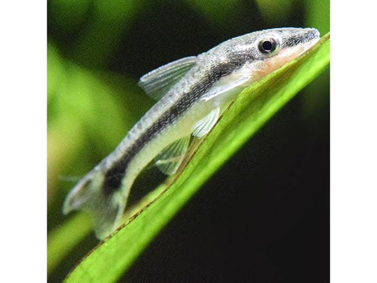 Otocinclus Algae Eater Live Fish
