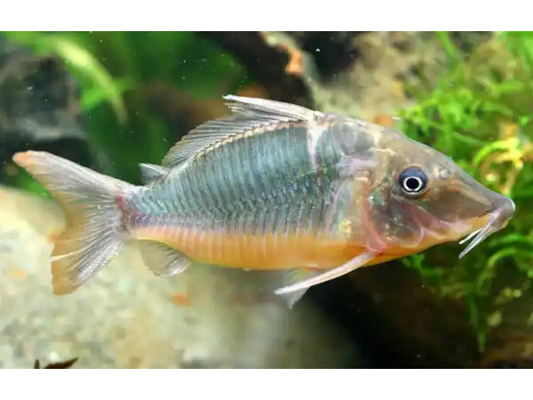 Brochis Giant Cory Catfish