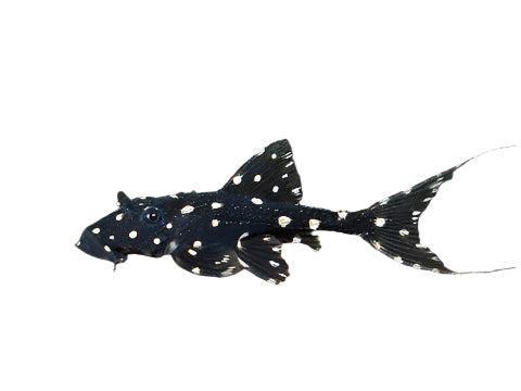 Acanthicus Adonis Pleco L-155 T154