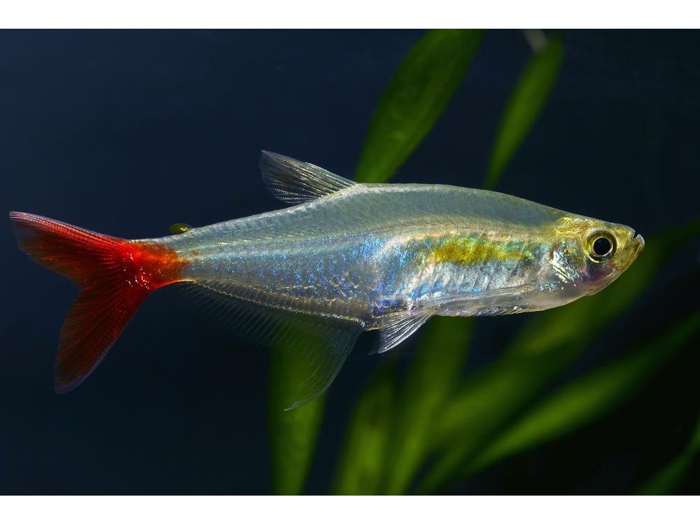 Bloodfin Tetra