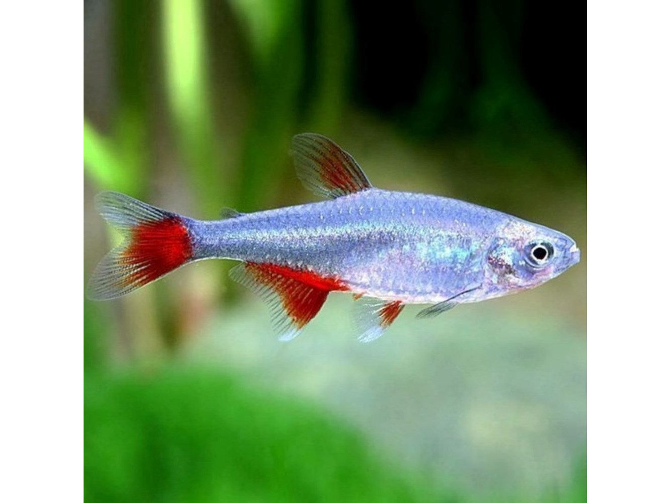 Bloodfin Glass Tetra