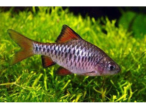 Checkered Barb Fish (T96)