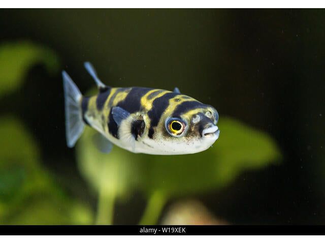 Amazon South American Puffer Fish Freshwater