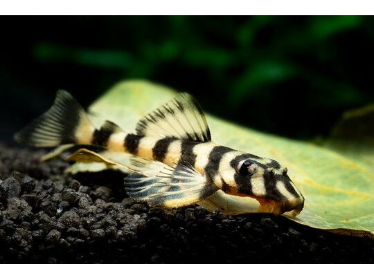 Butterfly Peckoltia Pleco L-52 – Finatics Aquarium
