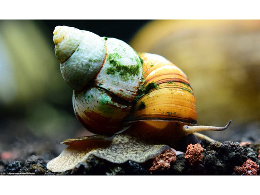 One Japanese Trap Door Snail