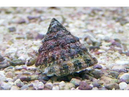 Astrea Turbo Snails Saltwater