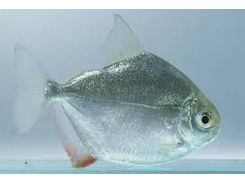 One Silver Dollar Freshwater Fish