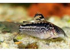 Elegant Corydora Catfish