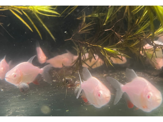 Albino Red Pacu Live Fish