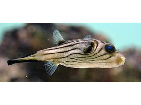 Narrow Line Dog Face Puffer - Eastern Asia