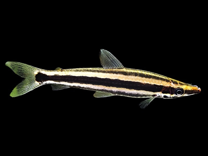 One Anostomus Anostomus Oddball Fish