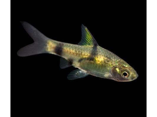 One Golden Dwarf Barb (T71)