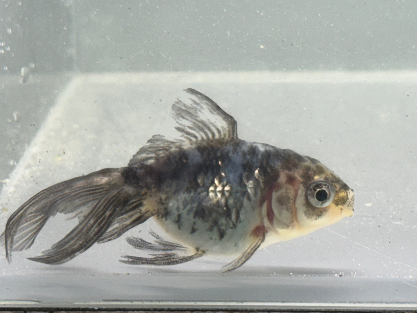 R1048 Oranda Goldfish WYSWYG (Item #1048)