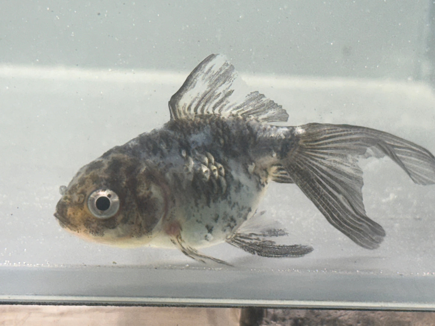 R1048 Oranda Goldfish WYSWYG (Item #1048)