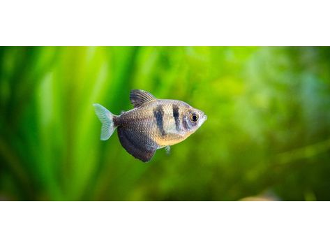 One Black Skirt Tetra