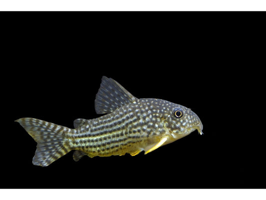 One Sterbai Cory Dora Catfish T28