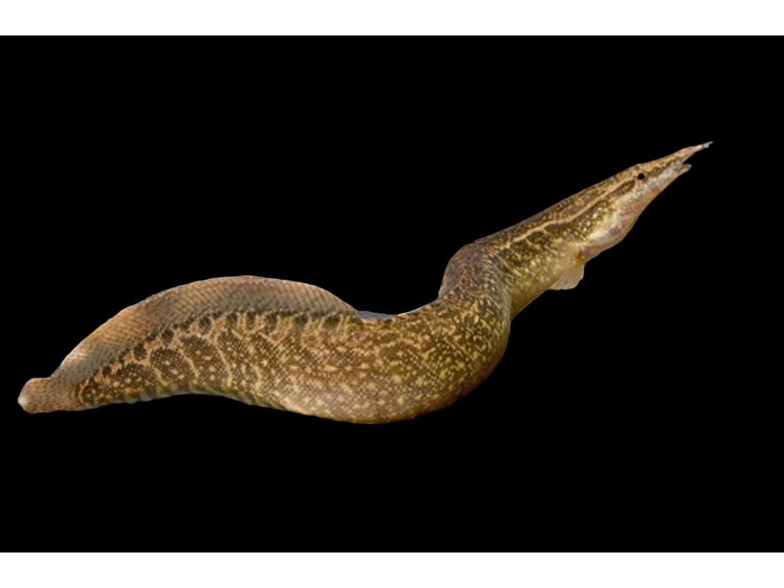 One Zig Zag Barred Spiny Eel-Fish Freshwater – Finatics Aquarium