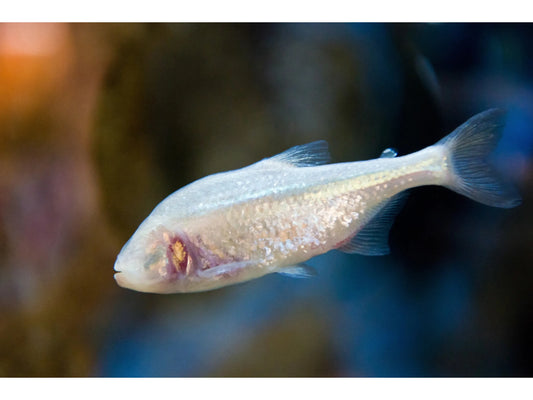 One Blind Cave Fish Tetra