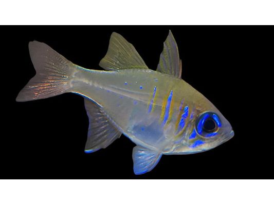 One Longspine Cardinal Fish Saltwater