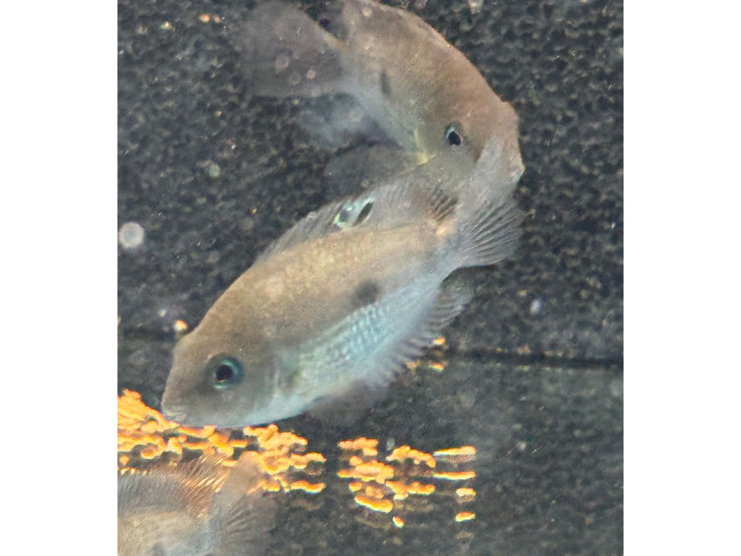 Topaz Cichlid T253